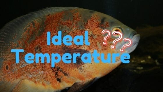 What is the ideal temperature for Oscar Fish?
