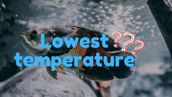 What is the lowest temperature and Oscar Fish can survive?