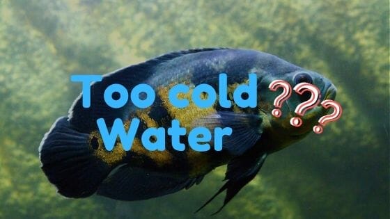 Will Oscar Fish die if the water is too cold?