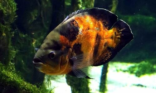 Are Oscar Fish Aggressive? (Best Tank Mates for Oscar Fish)