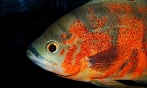 Are Oscar Fish Good Pets? (Are They Friendly?) - AquaGoodness