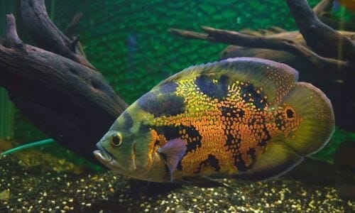 Oscar Fish Behavior And Intelligence (Everything You Need To Know)