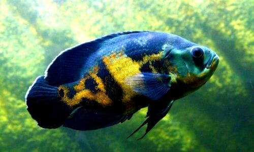What Do Oscar Fish Eat? (A Complete Guide) - Aqua Goodness