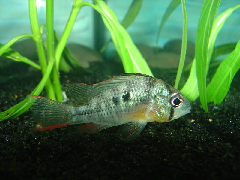 Bolivian ram cichlid
