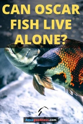 Can Oscar Fish Live Alone? image
