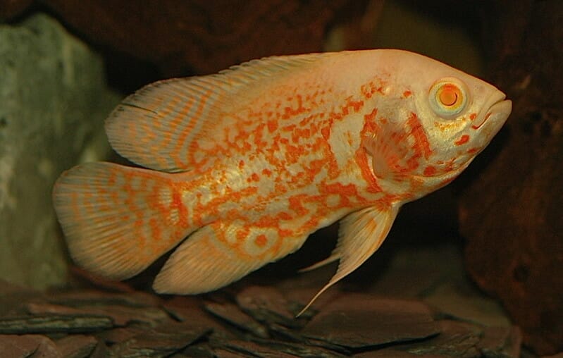 Lutino Oscar Fish