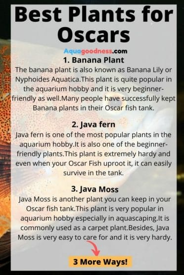 best plants for oscars infographic