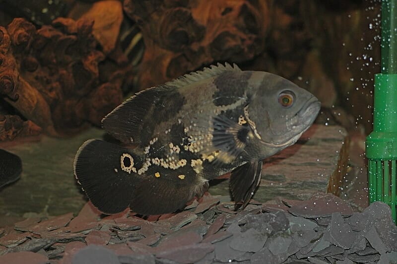 Black and White Oscar Fish 