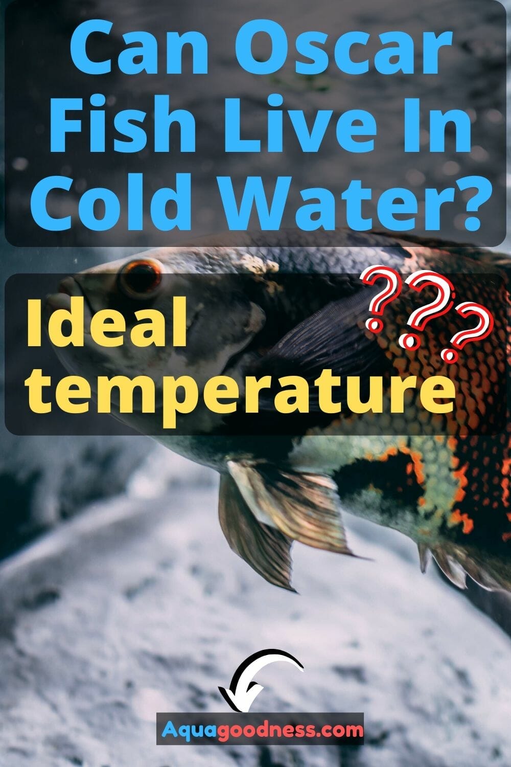 Can Oscar Fish Live In Cold Water? (Ideal water temperature?)