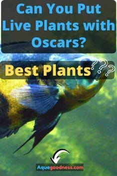 Can You Put Live Plants with Oscars? (Best Plants???) image