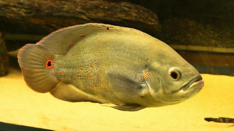 green oscar fish
