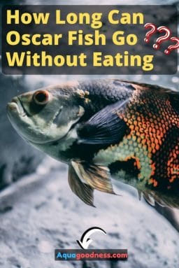 How Long Can Oscar Fish Go Without Eating? image