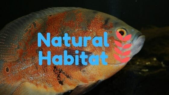 Natural Habitat of Oscar Fish