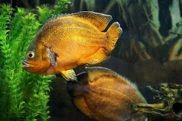 two oscar fish