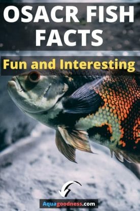 Oscar fish facts (Fun and Interesting) image