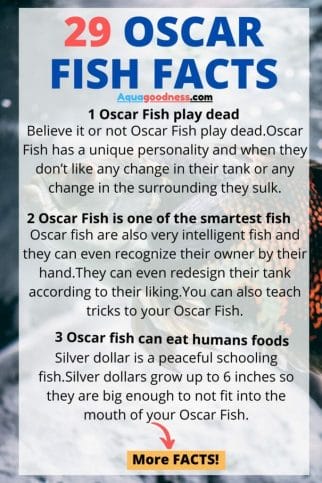 facts about oscar fish infographic