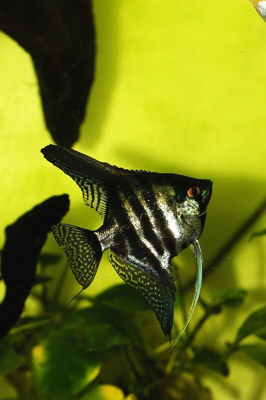 Zebra Angelfish