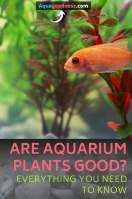 Are Aquarium Plants Good? (Everything you need to know) image
