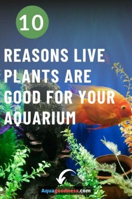 10 reasons live plants are good for your aquarium image 