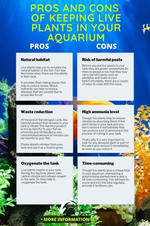 Pros and cons of keeping live plants in an aquarium infographic
