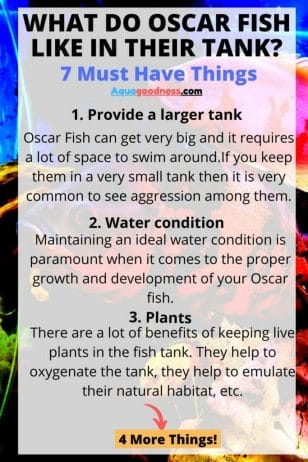 What Do Oscar Fish Like In Their Tank infographic