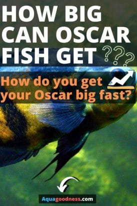 How Big Can Oscar Fish Get? (How do you get your Oscar big fast?) image