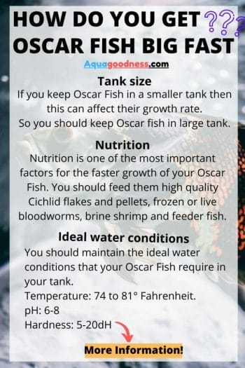 How do you get Oscar Fish big fast infographic