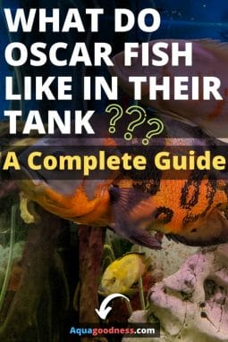 What Do Oscar Fish Like In Their Tank (A Complete Guide) image