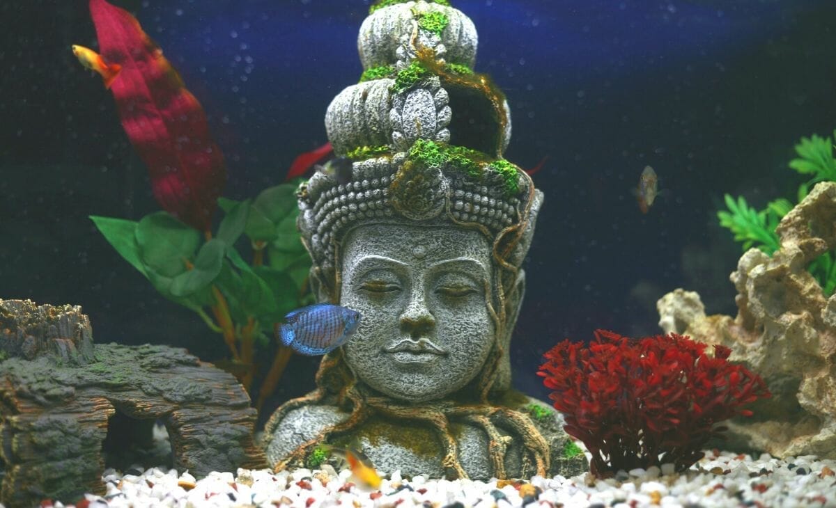 Can Aquarium Plants Live in Gravel? (Easy aquarium plants for gravel)