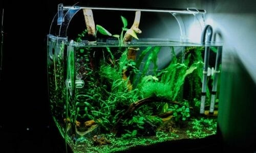 Do Aquarium Plants Need CO2? (Can you keep them without co2)