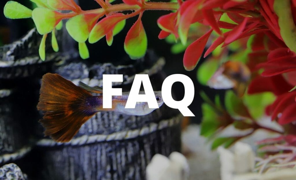 do-aquarium-plants-need-co2-can-you-keep-them-without-co2