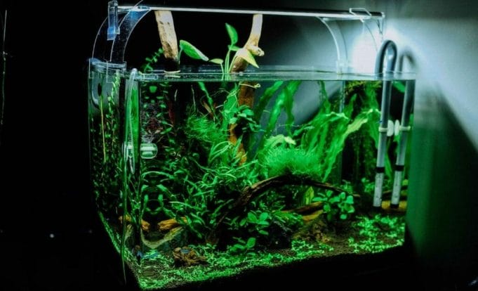 high tech planted tank with fish