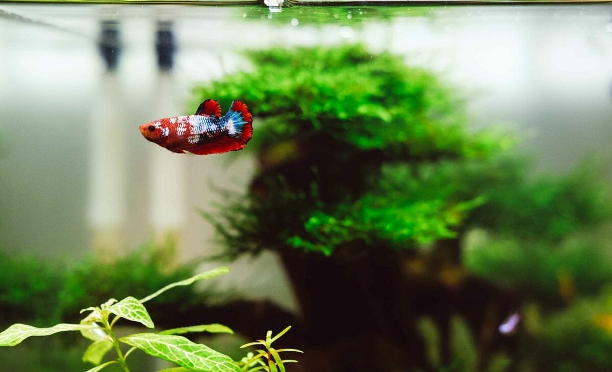 Do Aquarium Plants Reduce Algae? (5 Best plants to reduce algae)