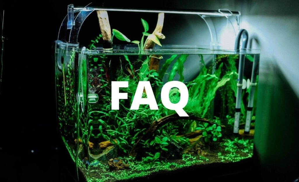 Do Aquarium Plants Need Light? (Do they really need a special light)
