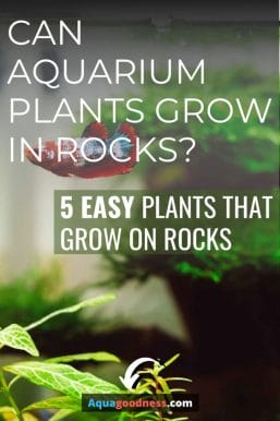Can Aquarium Plants Grow in Rocks? (5 Easy plants that grow on rocks) image