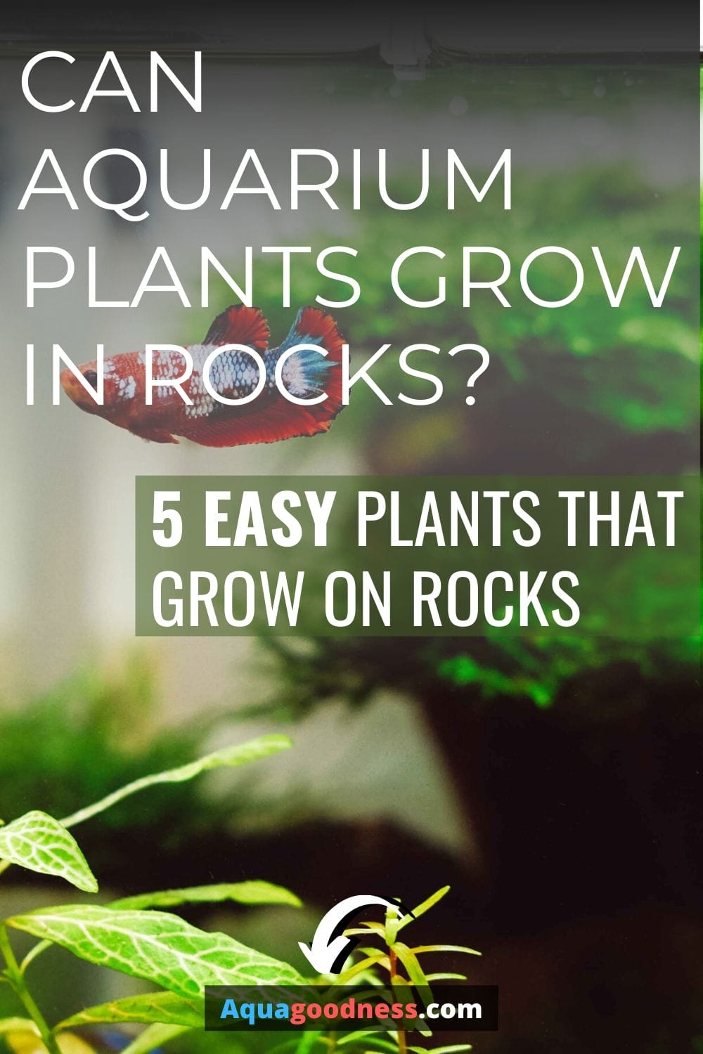 Can Aquarium Plants Grow in Rocks? (5 Easy plants that grow on rocks)