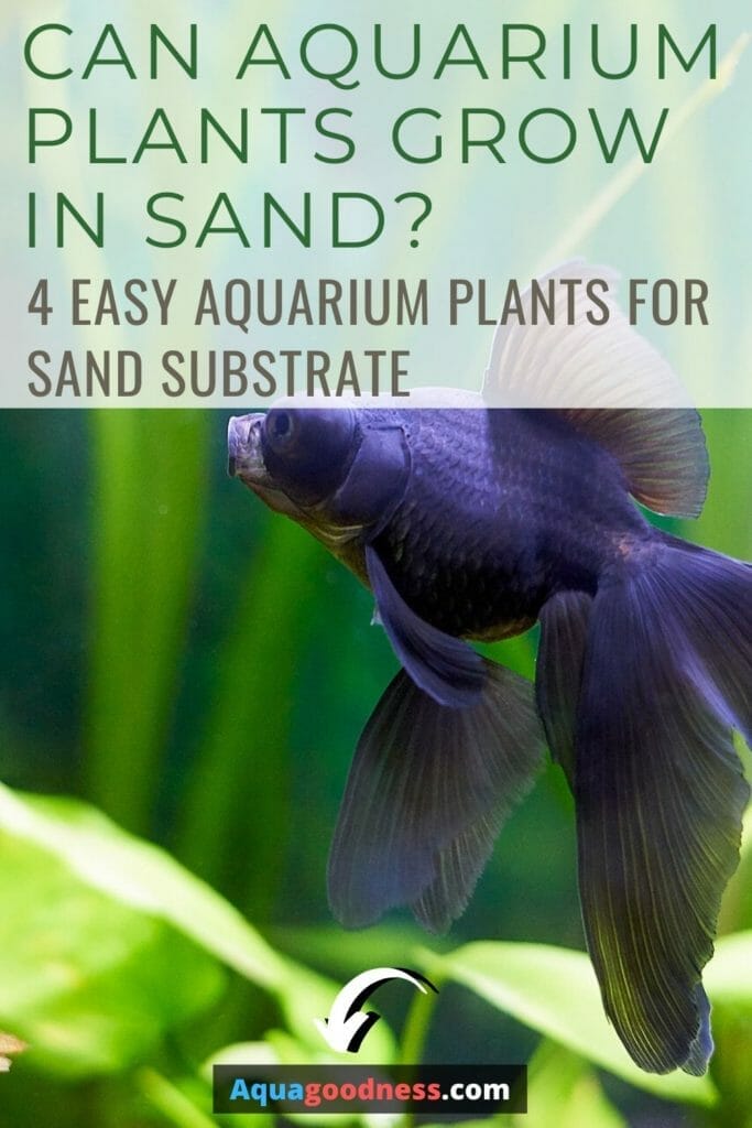 Can Aquarium Plants Grow In Sand? (Easy aquarium plants for sand substrate) image