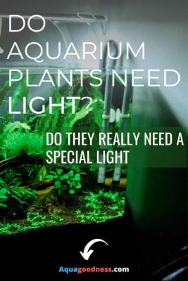 Do Aquarium Plants Need Light? (Do they really need a special light) image