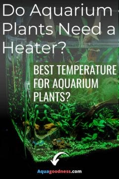 Do Aquarium Plants Need a Heater? image