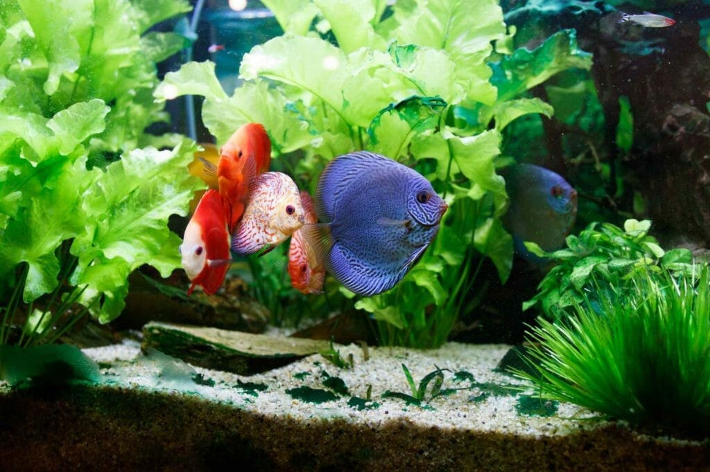 Are Aquarium Plant Fertilizers Safe For Fish? (Best fish safe fertilizers)