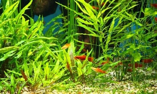 Do fish produce enough CO2 for plants? (Yes, but...)