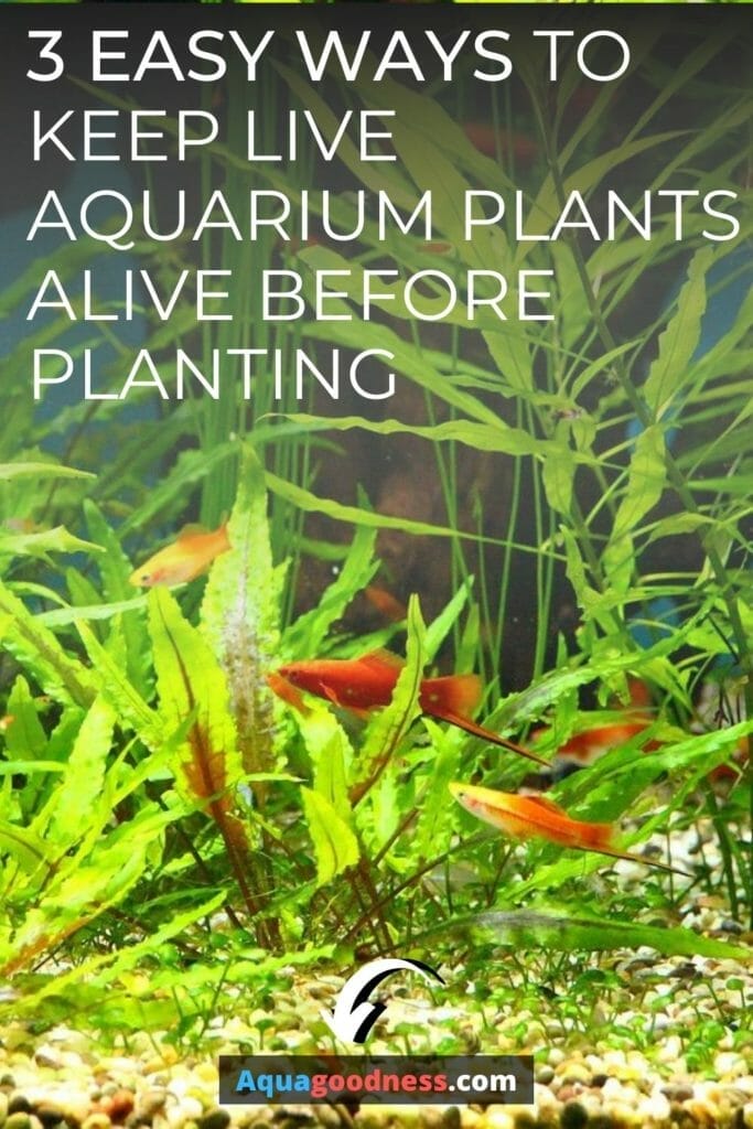 3 EASY WAYS TO KEEP LIVE AQUARIUM PLANTS ALIVE BEFORE PLANTING IMAGE