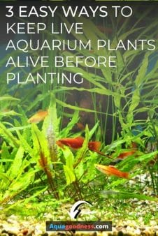 3 EASY WAYS TO KEEP LIVE AQUARIUM PLANTS ALIVE BEFORE PLANTING IMAGE