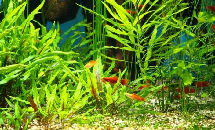 planted tank with fish