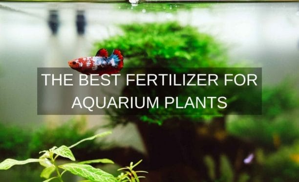 The best fertilizer for aquarium plants