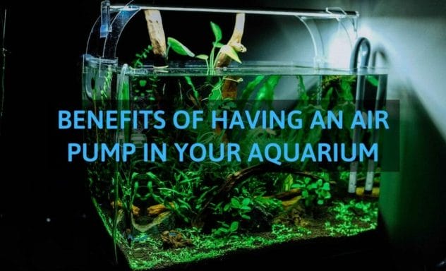 Benefits of having an air pump in your aquarium image