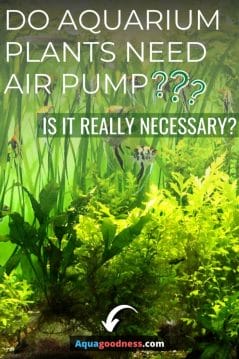Do Aquarium Plants Need Air Pump? (Is it really necessary?) image