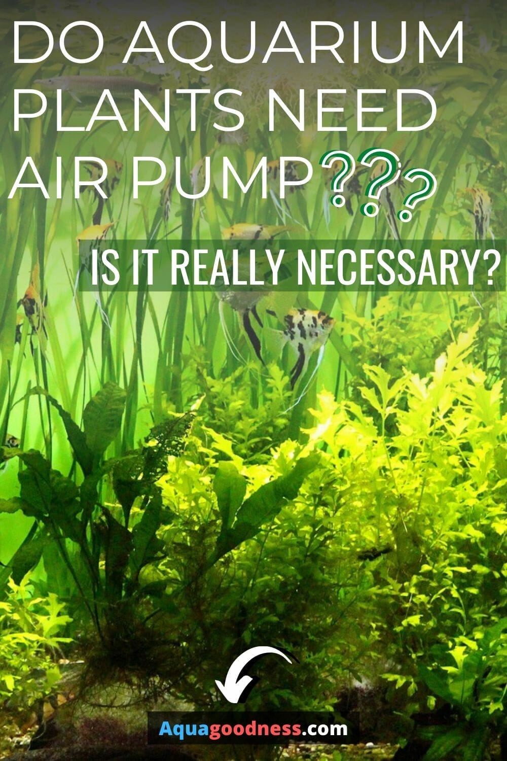 Do Aquarium Plants Need Air Pump? (Is it really necessary?)