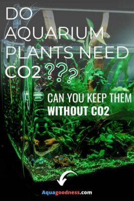 Do Aquarium Plants Need CO2? (Can you keep them without co2) image