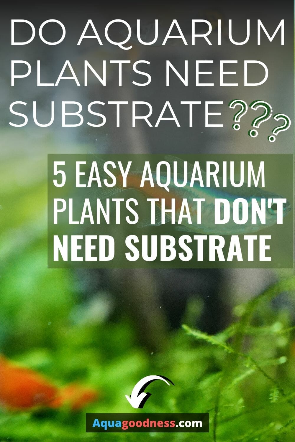 Do Aquarium Plants Need Substrate? (5 Plants that don't need substrate)